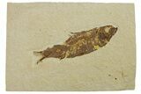 Fossil Fish (Knightia) - Wyoming #295680-1